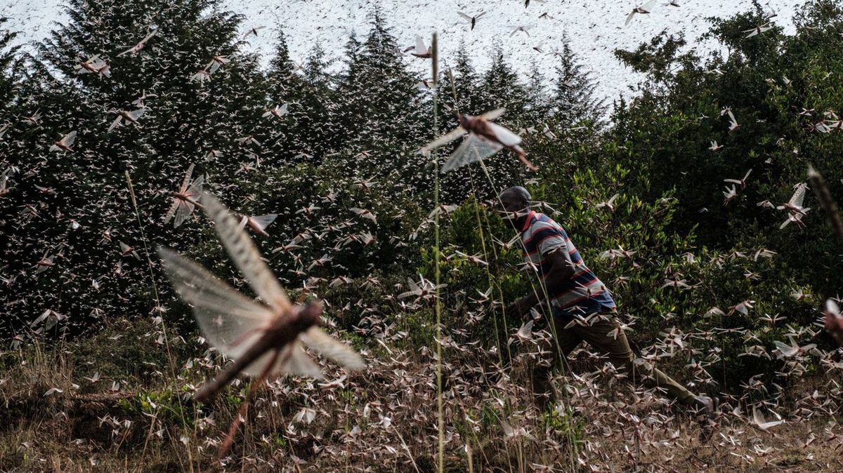 Obrazem: Invaze kobylek devastuje východní Afriku, hrozí hladomor